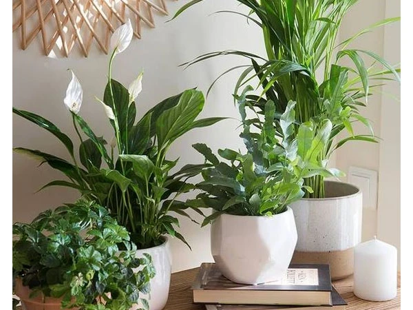 plantas para comodos
