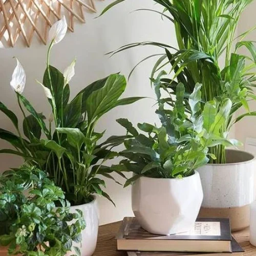 plantas para comodos
